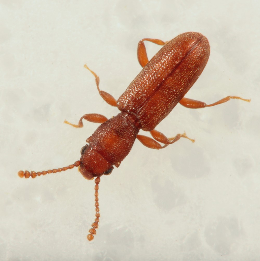 Lille Egefladbille (Silvanus unidentatus)