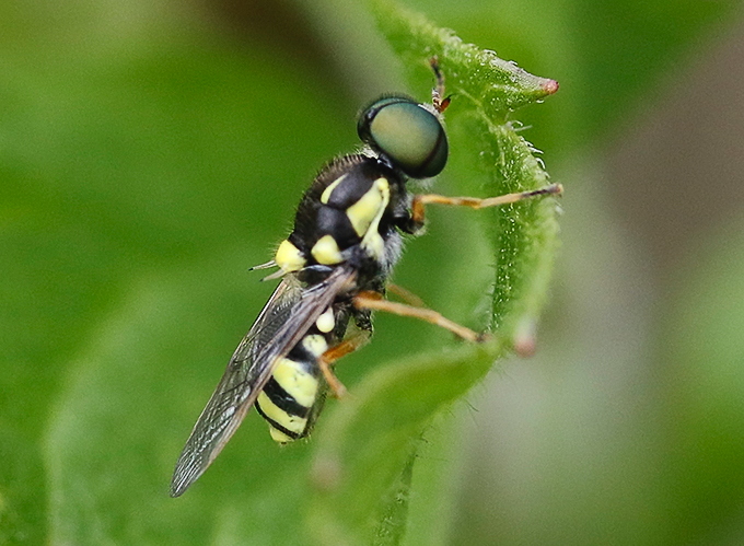 Oxycera fallenii (Oxycera fallenii)