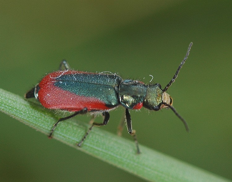 Stor Malakitbille (Malachius aeneus)