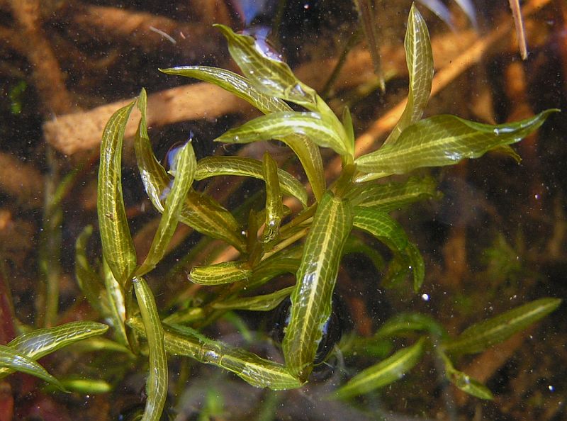 Græsbladet Vandaks (Potamogeton gramineus)