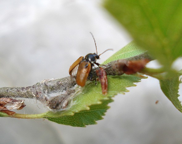 Cryptocephalus distinguendus (Cryptocephalus distinguendus)
