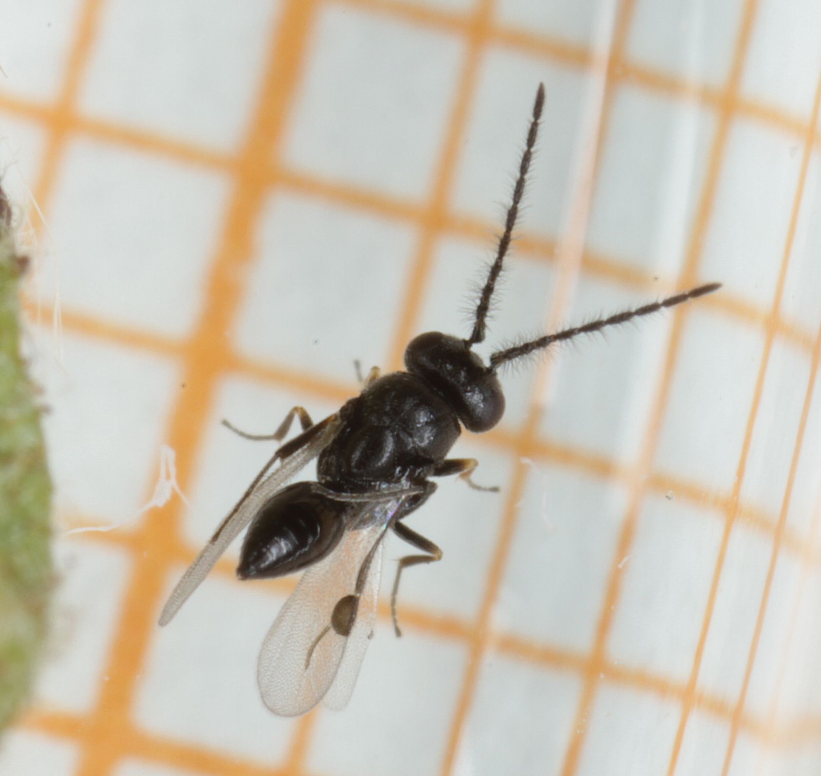 Dendrocerus carpenteri (Dendrocerus carpenteri)