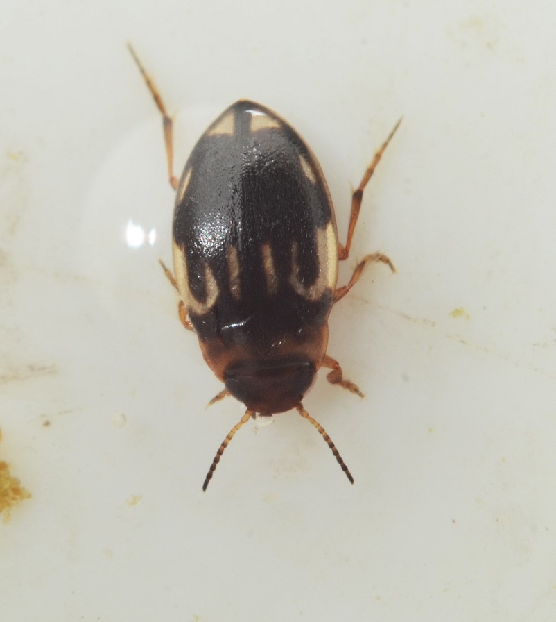 Hydroglyphus geminus (Hydroglyphus geminus)