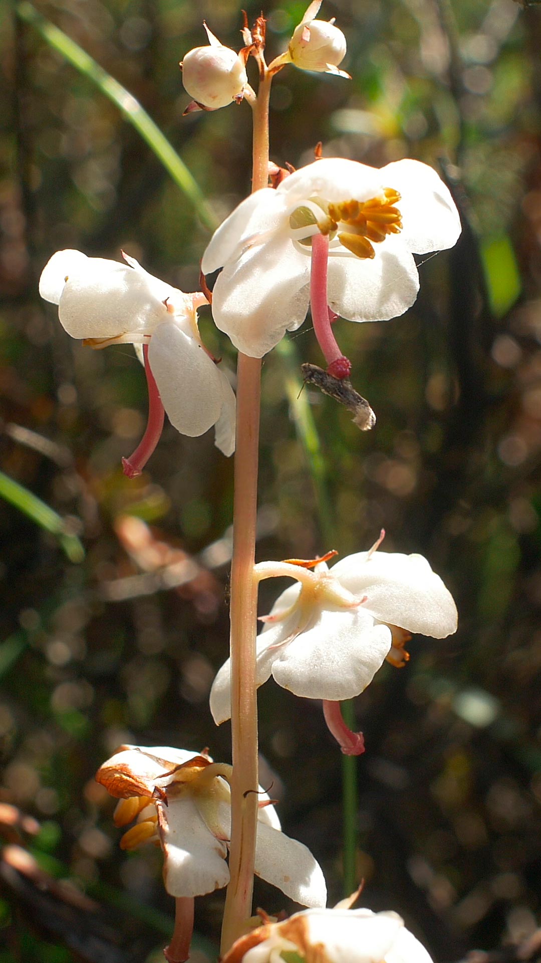 Klit-Vintergrøn (Pyrola rotundifolia ssp. maritima)