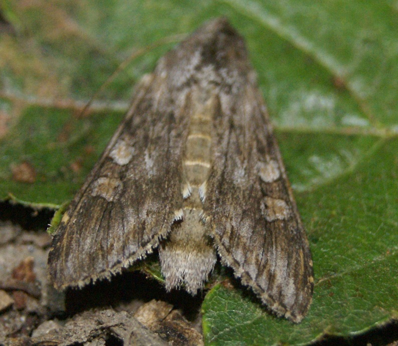 Malurthætteugle (Cucullia artemisiae)