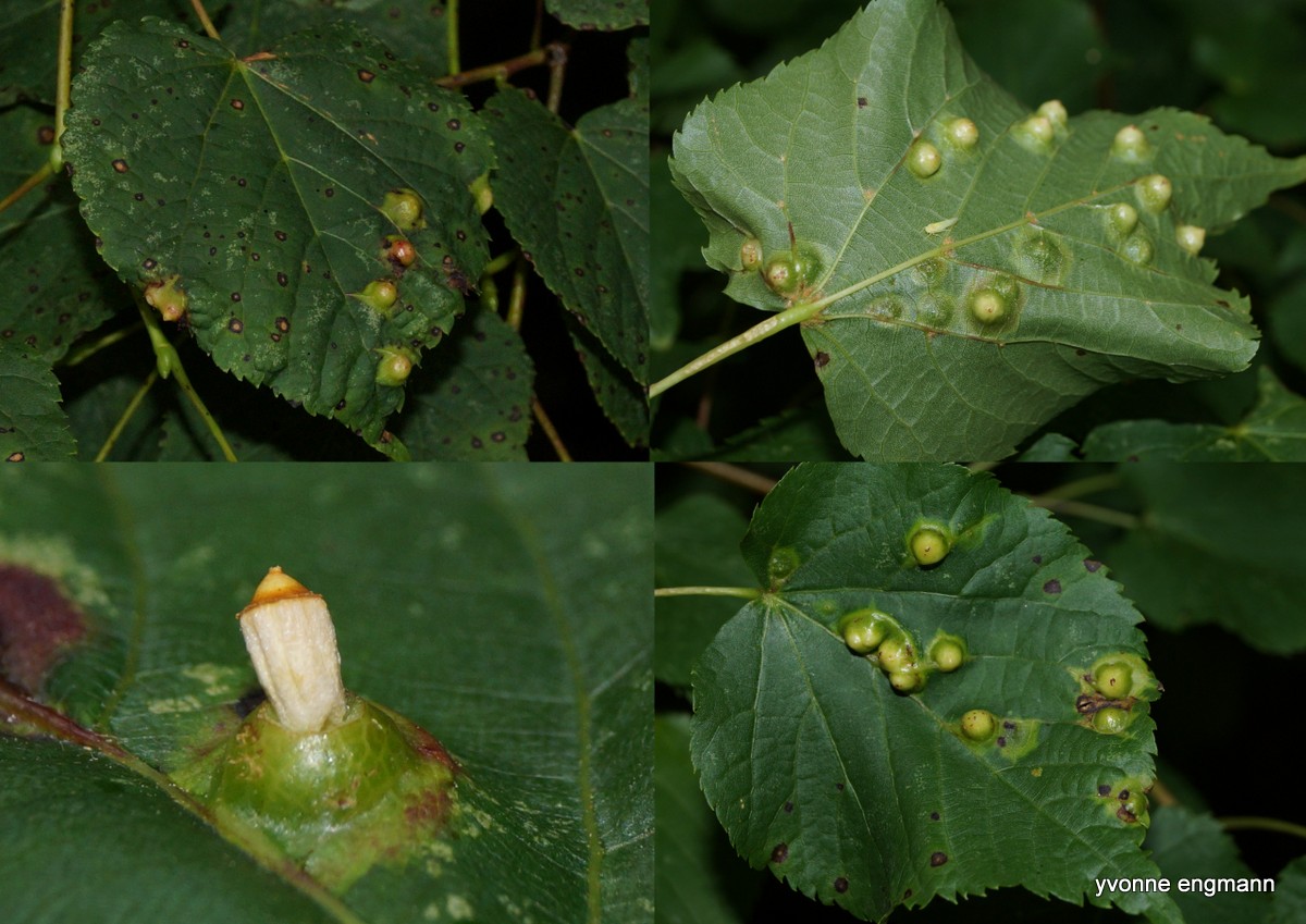 Babusjkagalmyg (Didymomyia tiliacea)