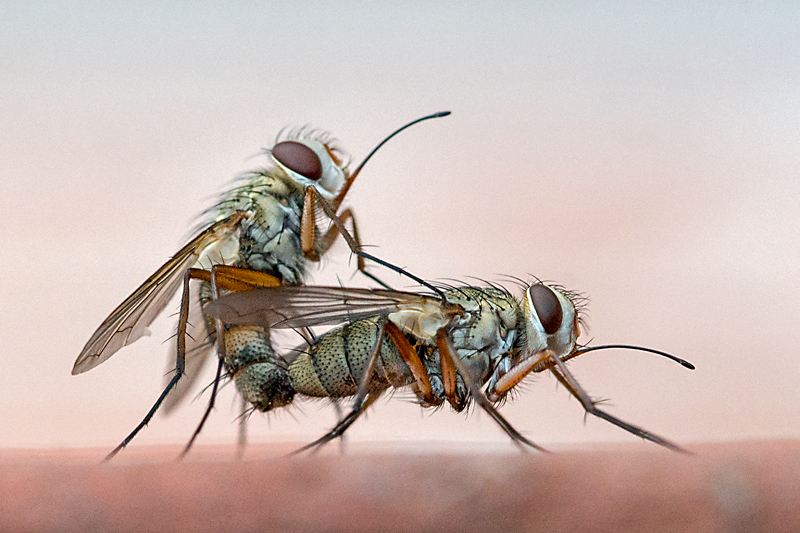 Prosena siberita (Prosena siberita)