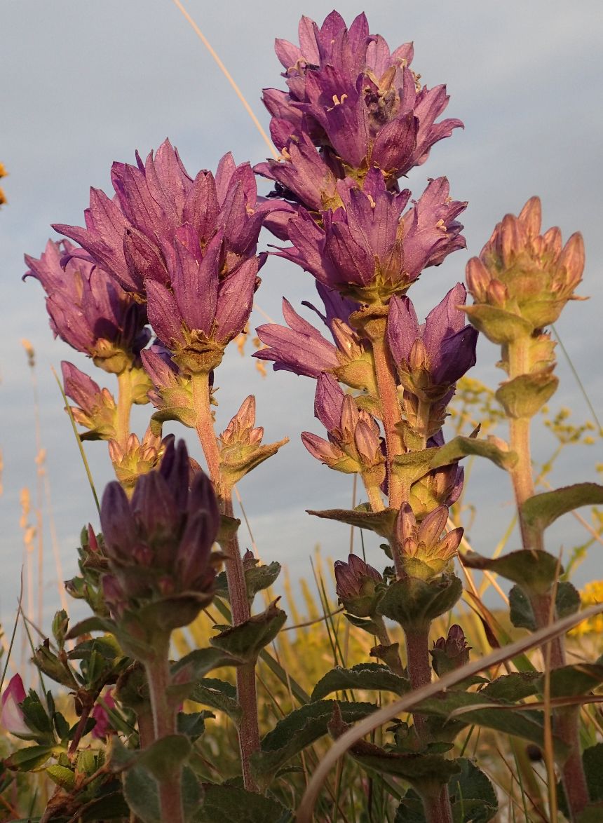 Nøgleblomstret Klokke (Campanula glomerata)