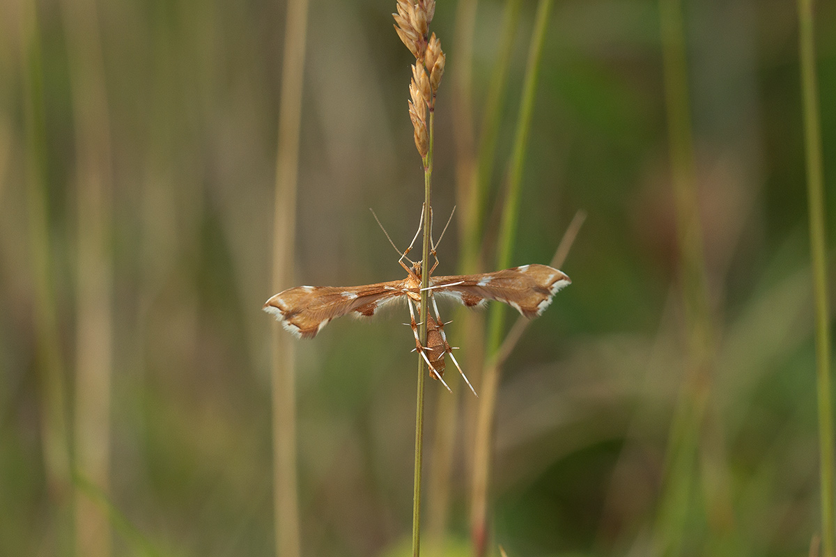Rosenknopfjermøl (Cnaemidophorus rhododactyla)