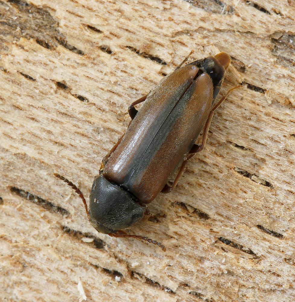 Xylita laevigata (Xylita laevigata)