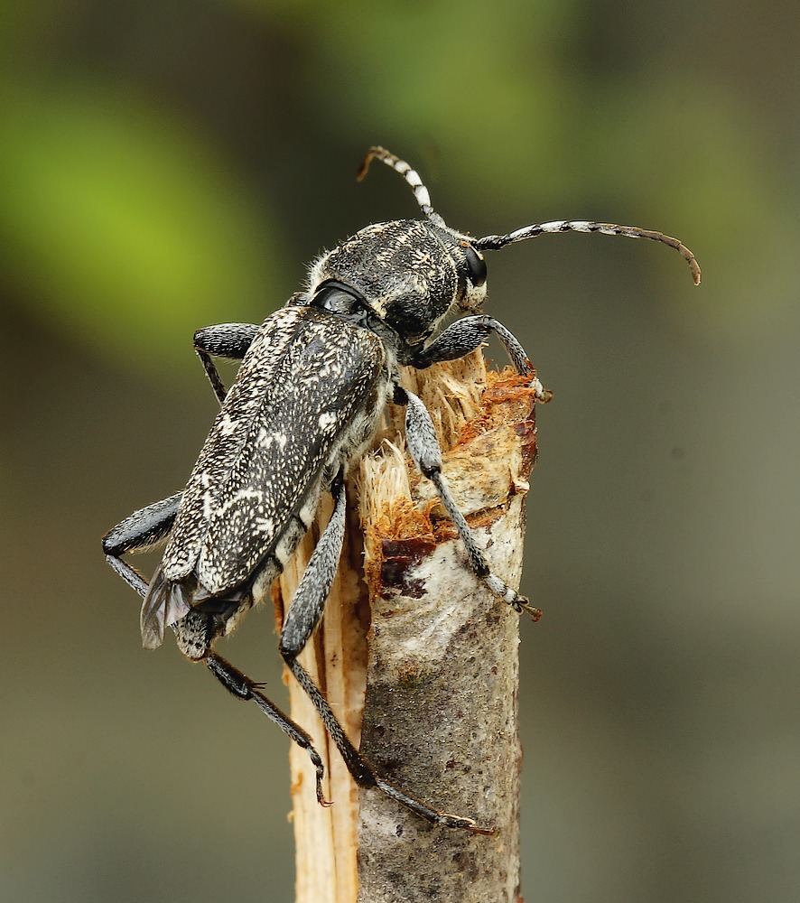 Sortgrå Hvepsebuk (Rusticoclytus rusticus)