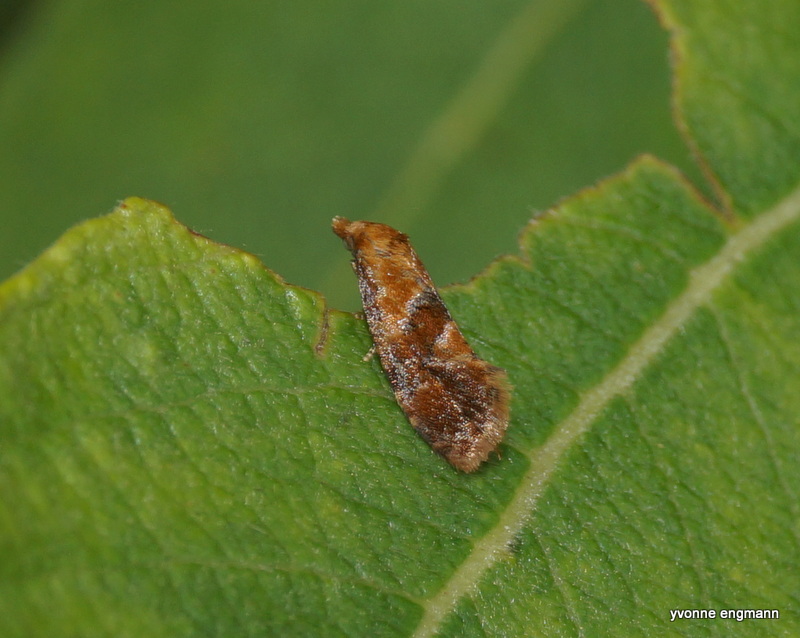 Cochylidia rupicola (Cochylidia rupicola)