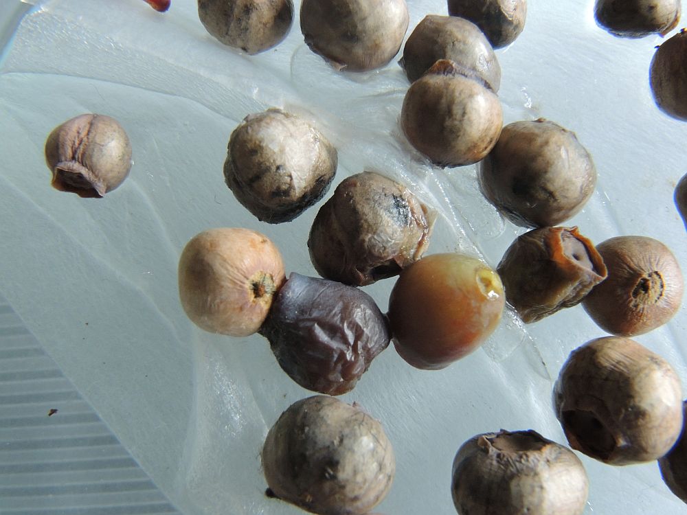 Blåbær-Knoldskive (Monilinia baccarum)