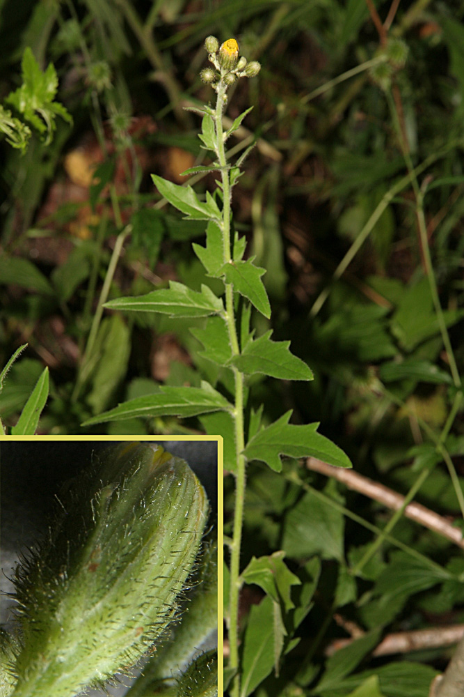 Hieracium pseudojutlandicum (Hieracium pseudojutlandicum)