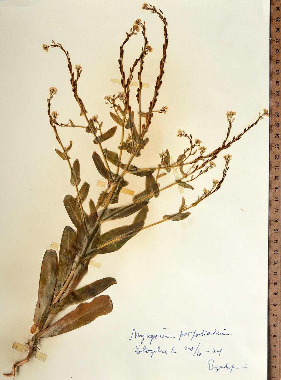 Huldodder (Myagrum perfoliatum)