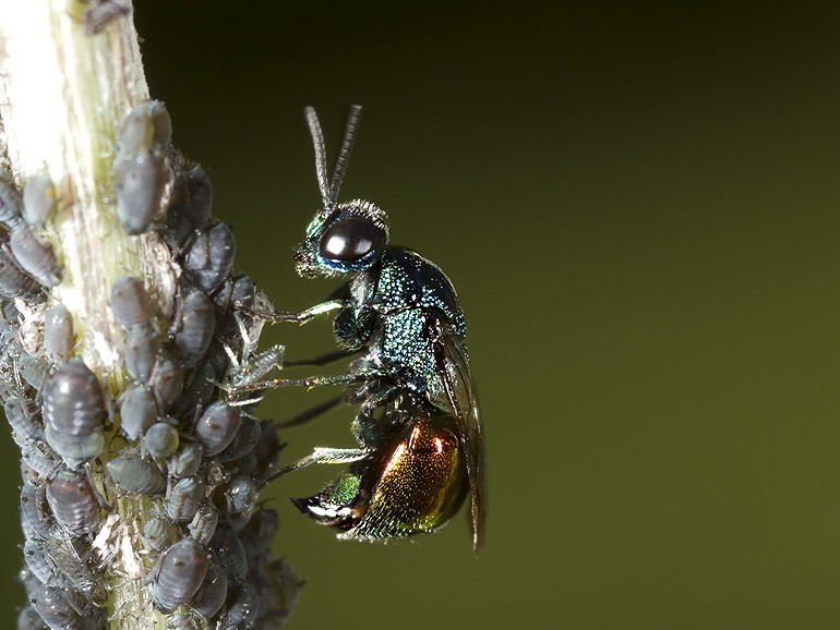 Rynket Kugleguldhveps (Omalus biaccinctus)