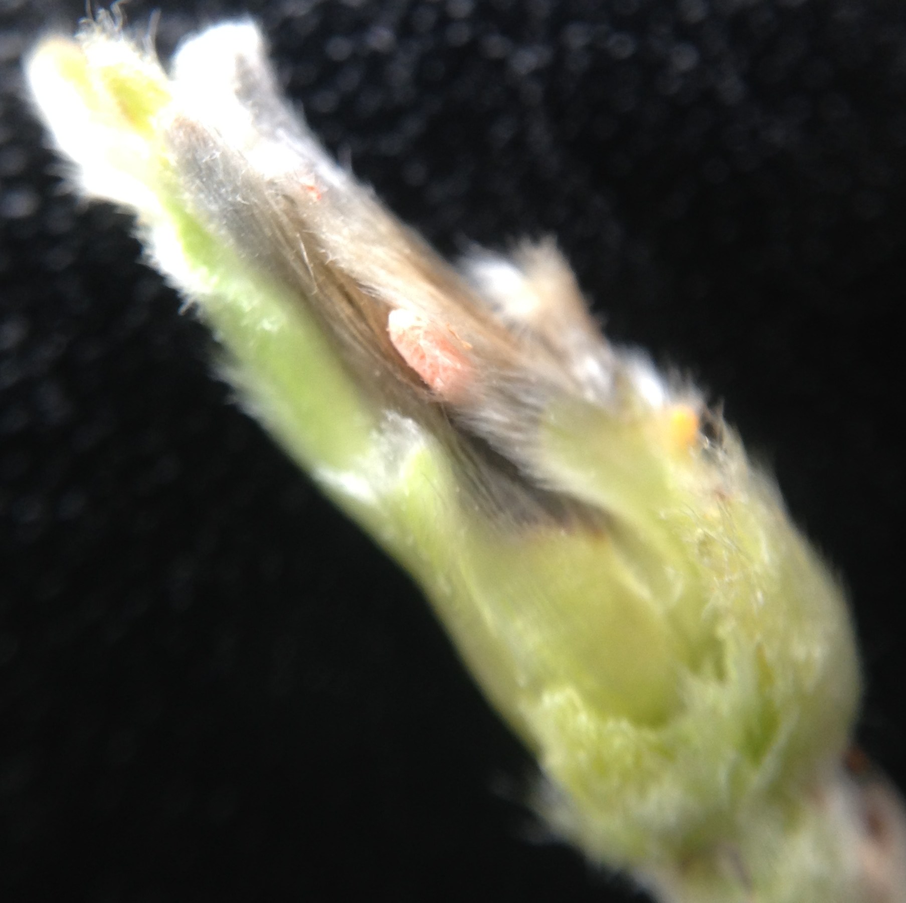 Rabdophaga schreiteri (Rabdophaga schreiteri)