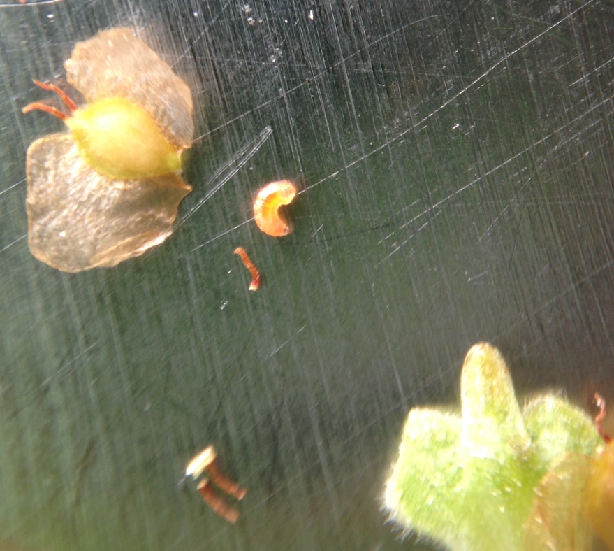 Birkeraklegalmyg (Dasineura fastidiosa)