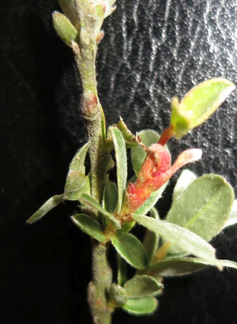 Rabdophaga schicki (Rabdophaga schicki)