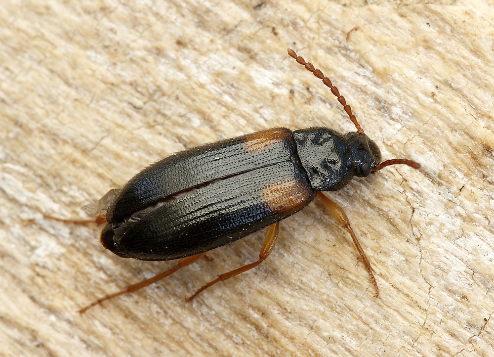 Mycetochara flavipes (Mycetochara flavipes)