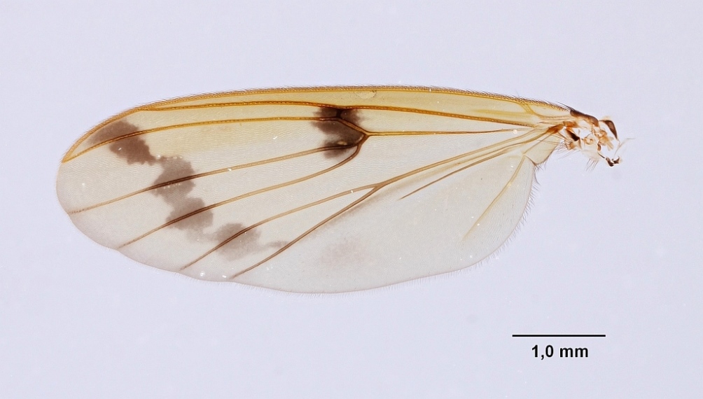 Mycetophila ornata (Mycetophila ornata)