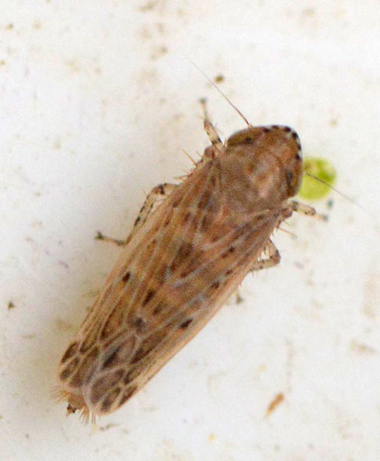 Recilia coronifera (Recilia coronifera)