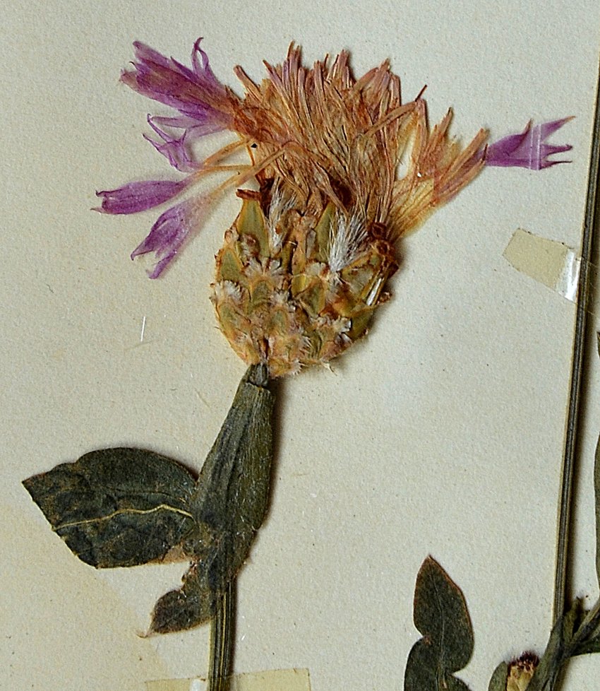 Centaurea diluta (Centaurea diluta)