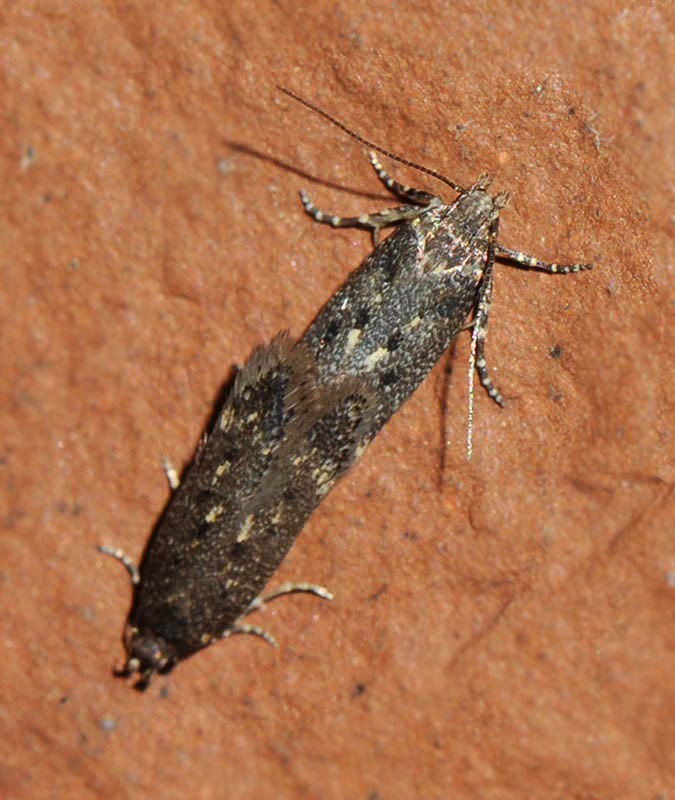 Chionodes ignorantella (Chionodes ignorantella)