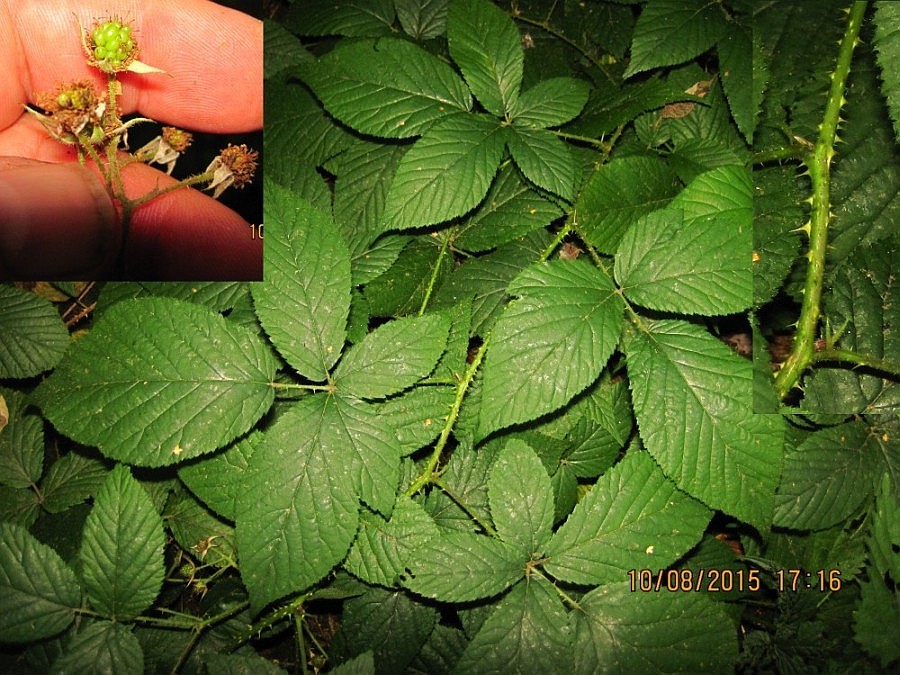 Rubus leptophyllus (Rubus leptophyllus)
