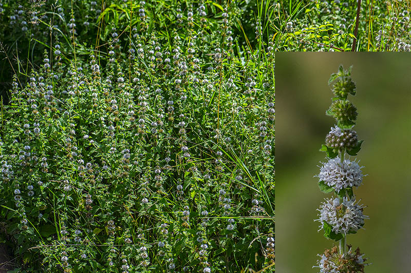 Polej-Mynte (Mentha pulegium)