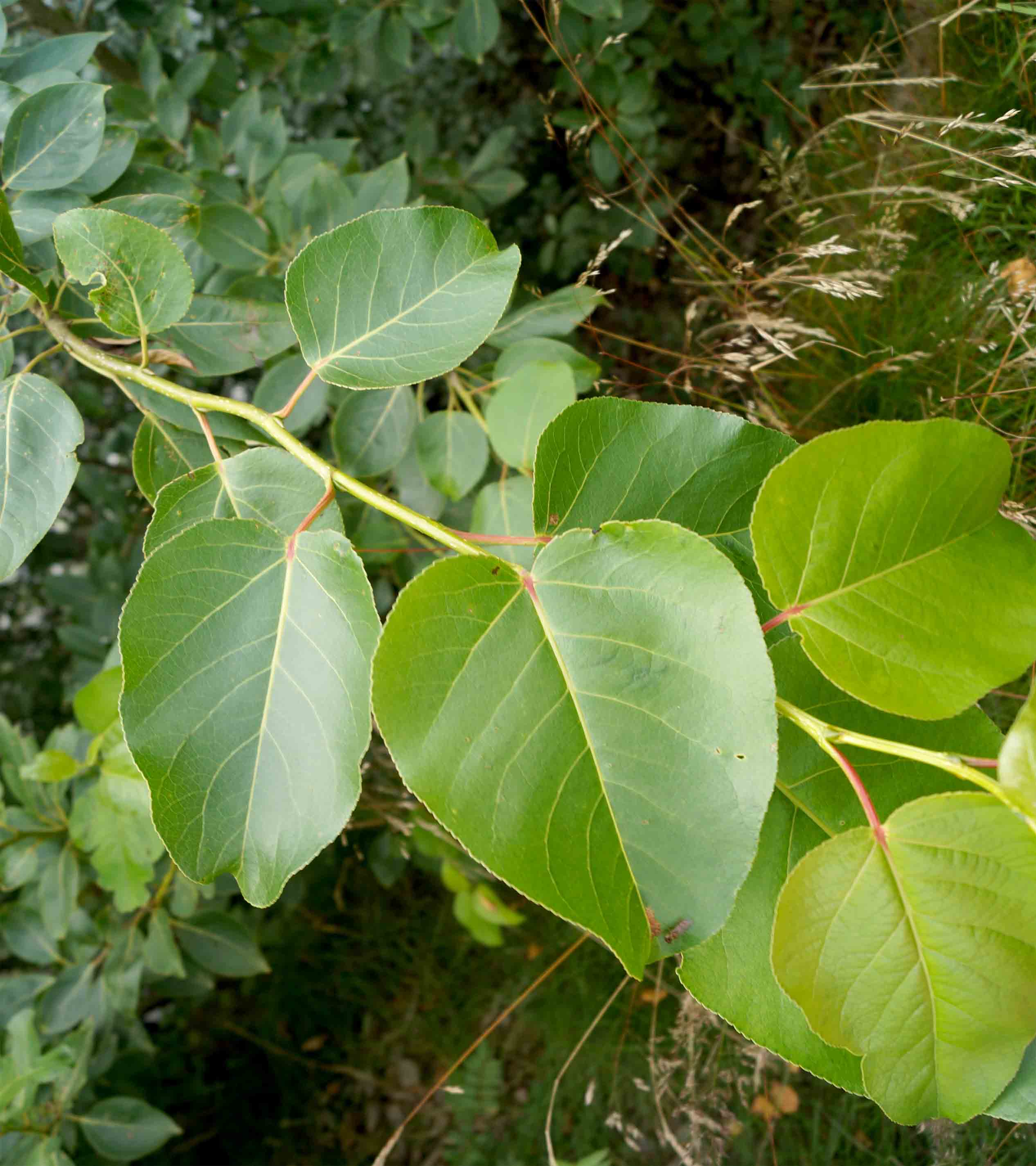 Populus lasiocarpa (Populus lasiocarpa)