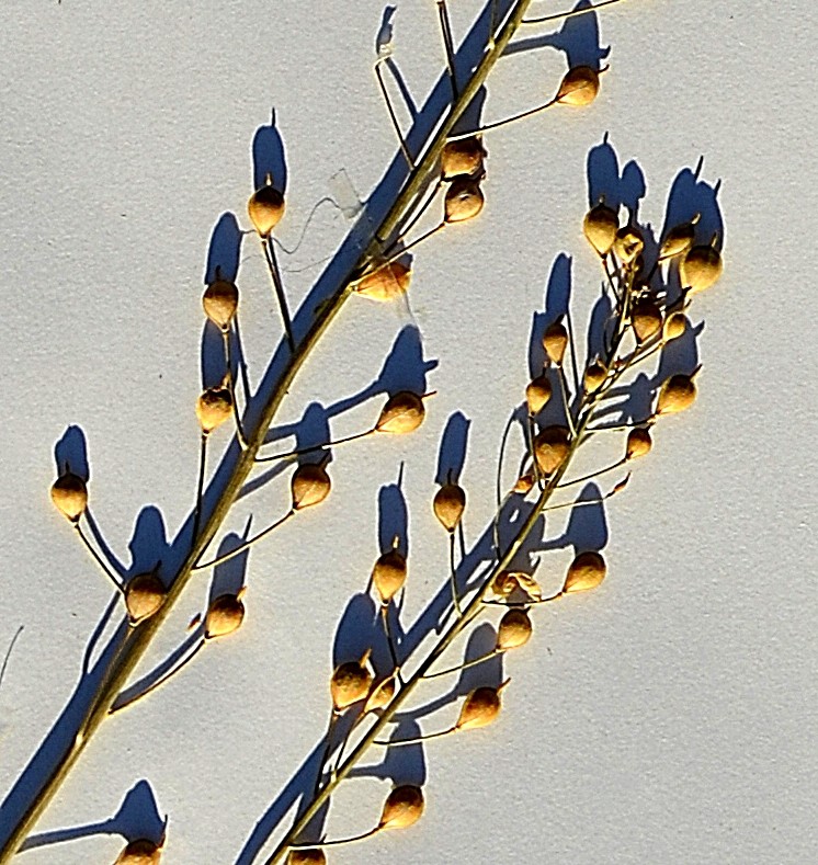 Camelina microcarpa ssp. microcarpa (Camelina microcarpa ssp. microcarpa)