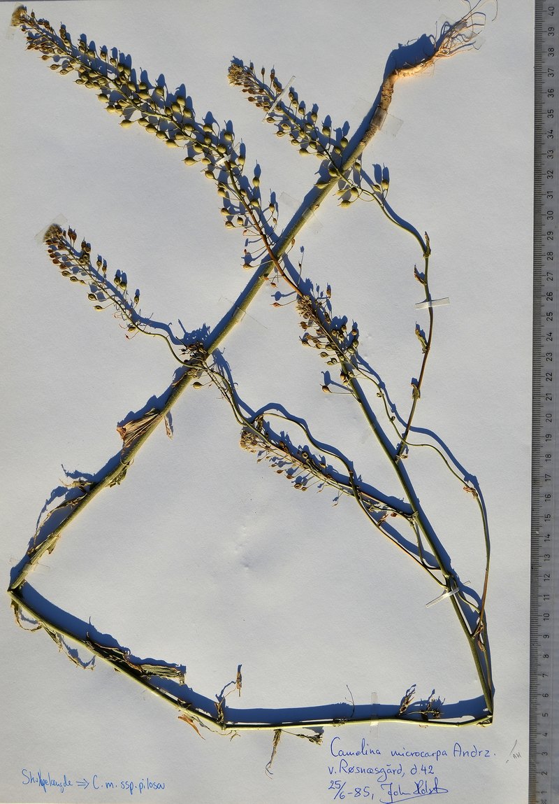 Russisk Dodder (Camelina sativa ssp. zingeri)