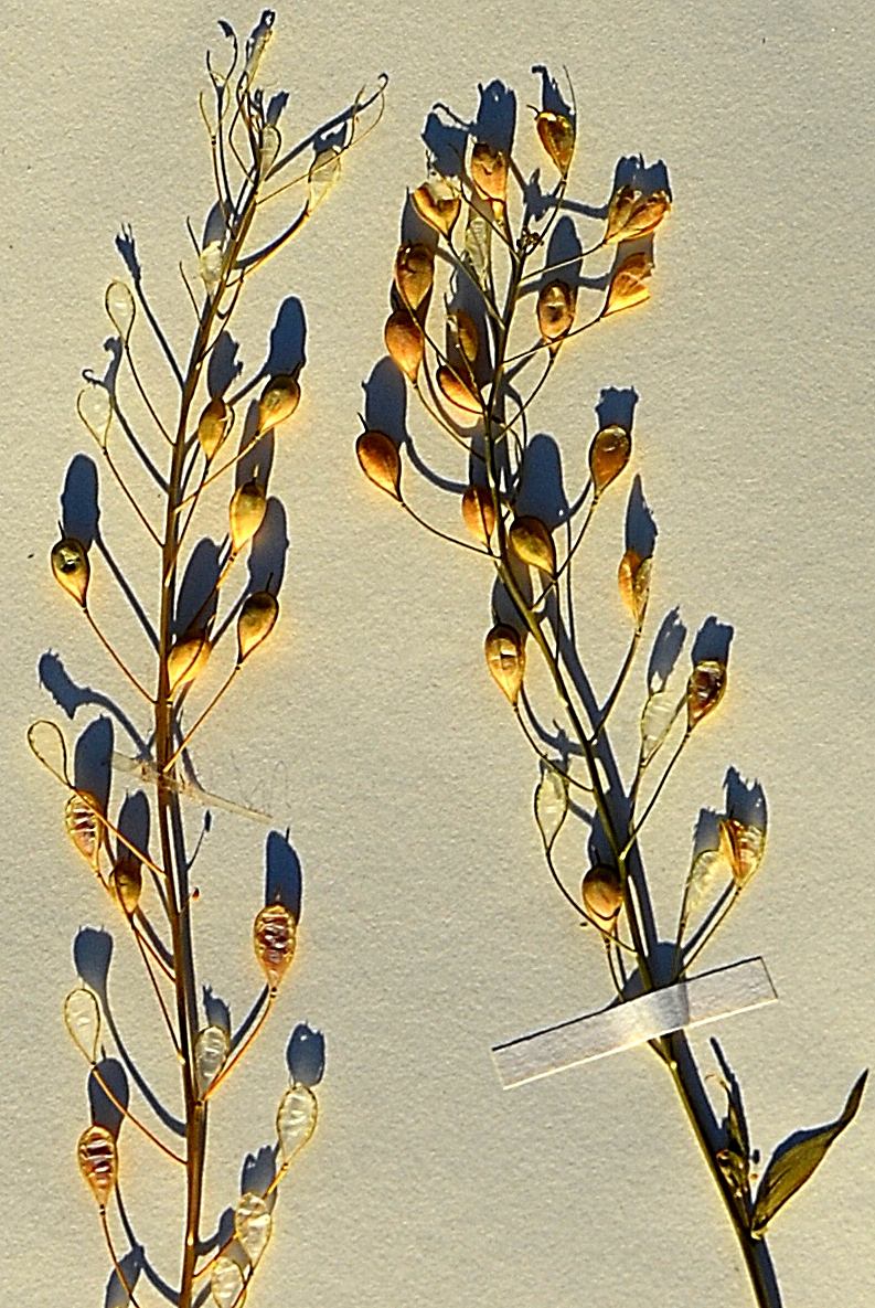 Camelina alyssum (Camelina alyssum)