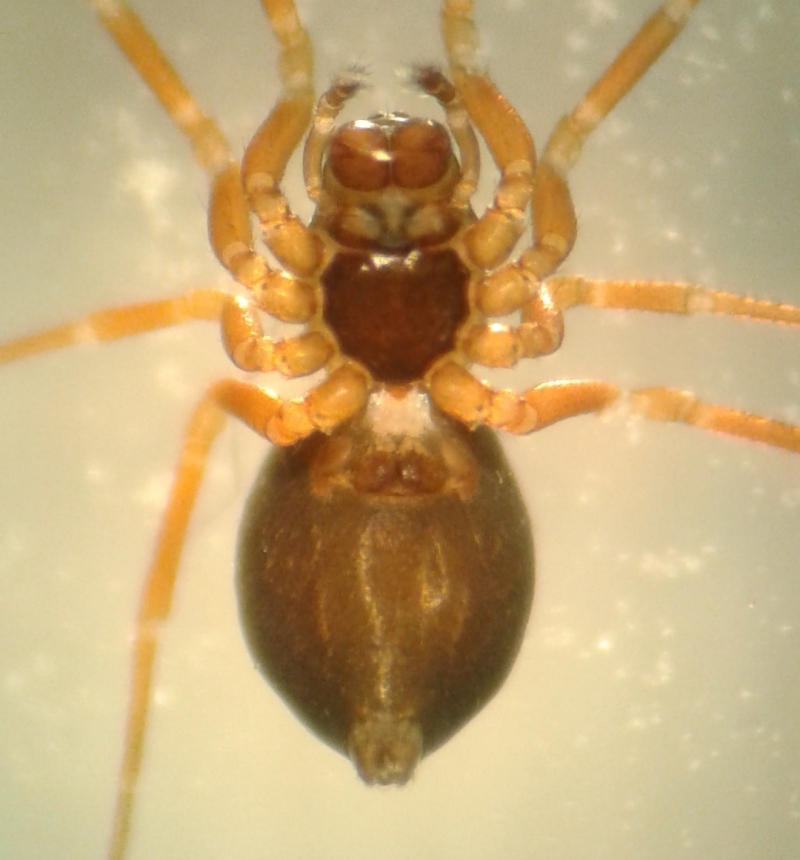 Araeoncus humilis (Araeoncus humilis)