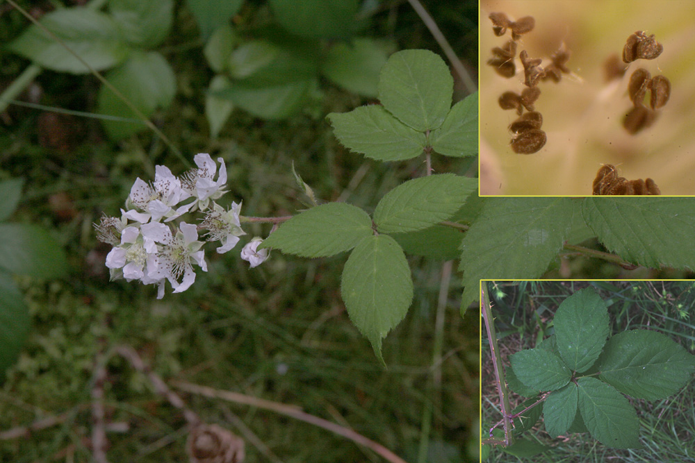 Skygge-Brombær (Rubus sciocharis)