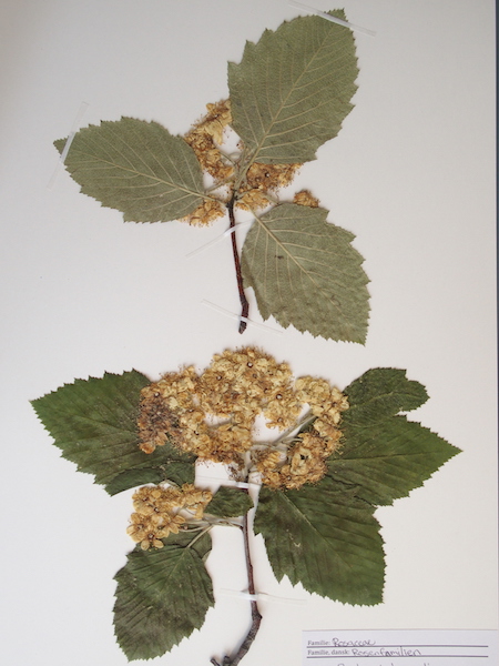 Narre-Røn (Sorbus decipiens)
