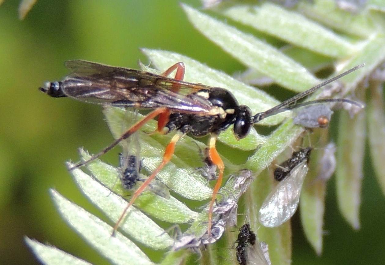 Syrphoctonus tarsatorius (Syrphoctonus tarsatorius)