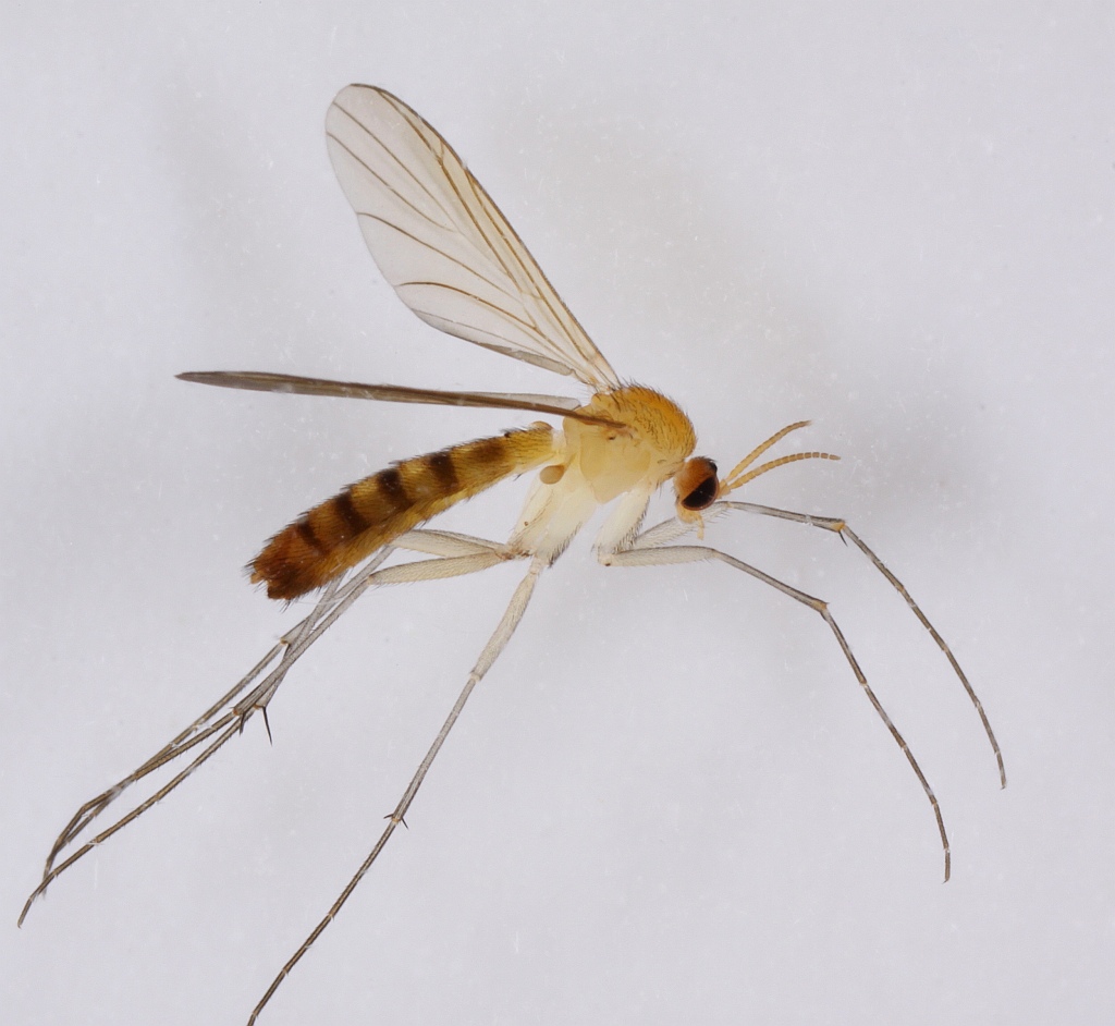 Neoplatyura modesta (Neoplatyura modesta)