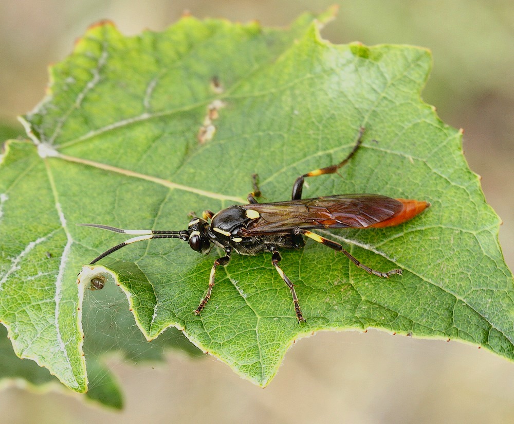 Protichneumon pisorius (Protichneumon pisorius)