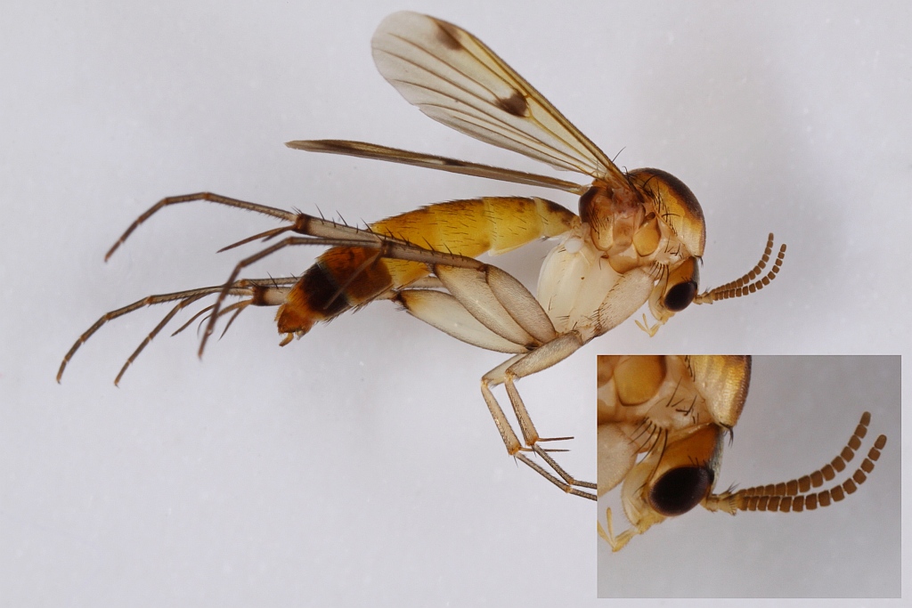 Brachypeza bisignata (Brachypeza bisignata)