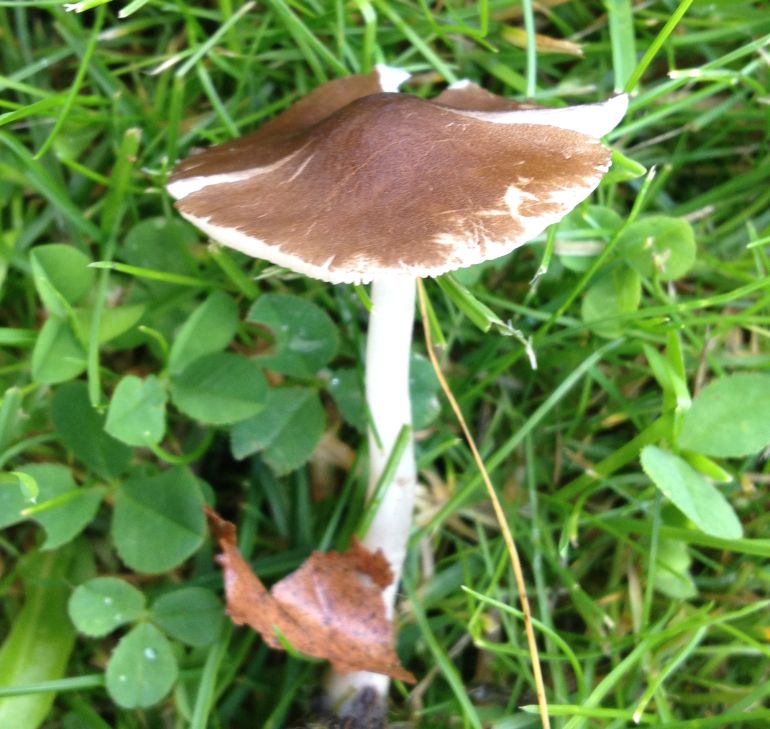 Pluteus podospileus (Pluteus podospileus)