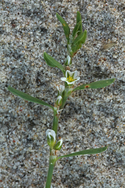 Norsk Pileurt (Polygonum raii ssp. norvegicum) - Naturbasen