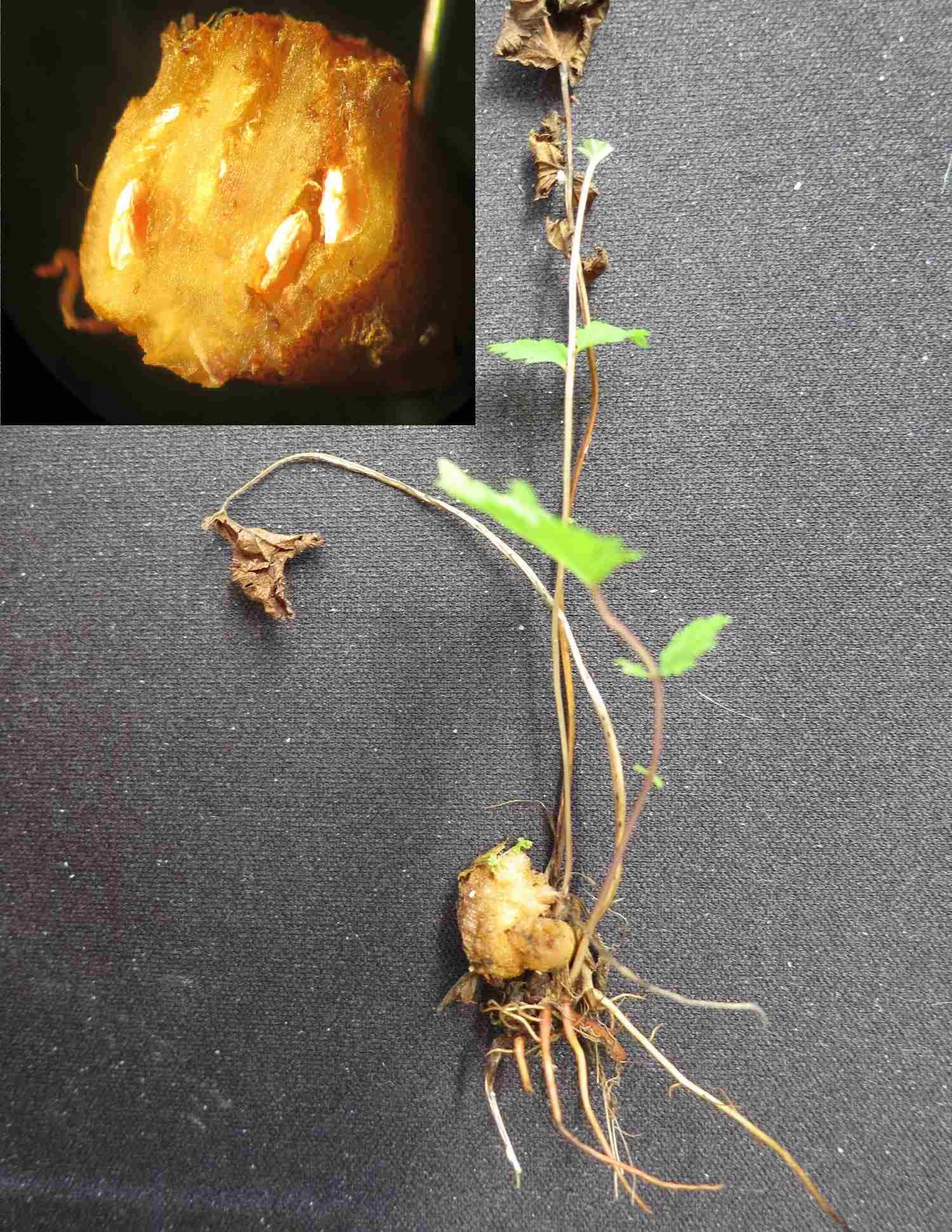 Dasineura harrisoni (Dasineura harrisoni)