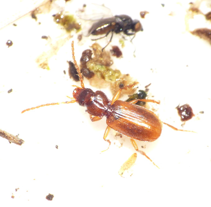 Finthåret Grotteløber (Trechoblemus micros)