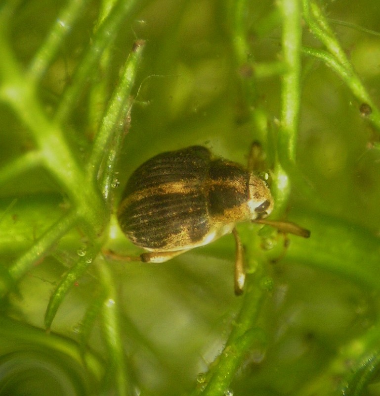 Eubrychius velutus (Eubrychius velutus)