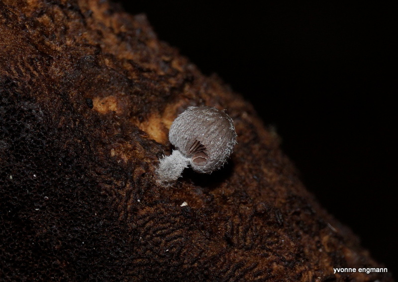 Fuglemøg-Blækhat (Coprinopsis echinospora)