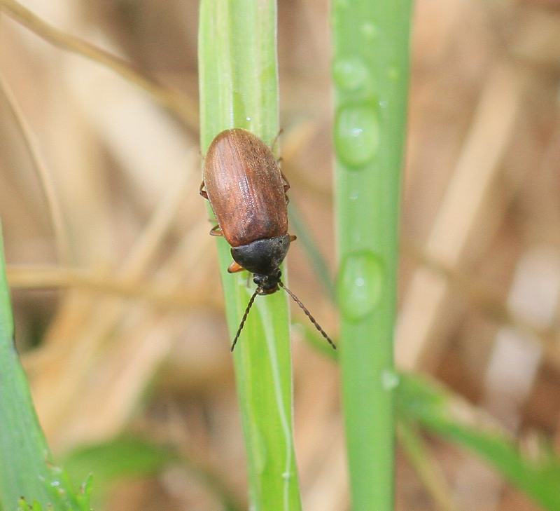 Græsskyggebille (Isomira thoracica)