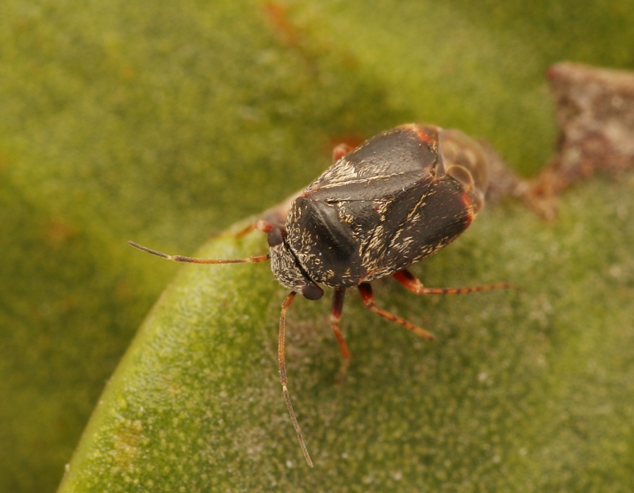 Lille Misteltentæge (Hypseloecus visci)