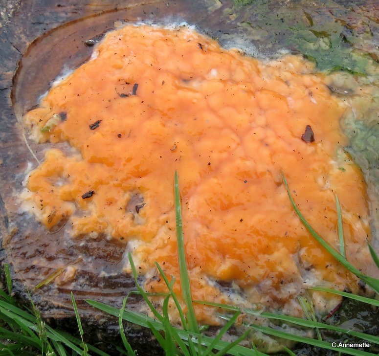 Cryptococcus macerans (Cryptococcus macerans)